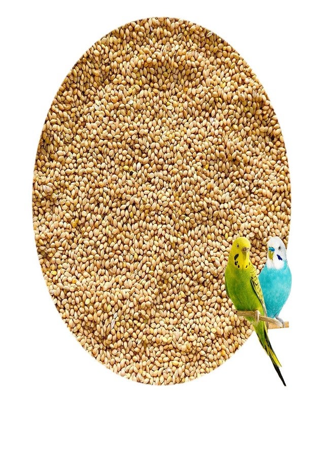 TRADESK Anky Kangni Seeds Bird Food High-Fiber Balanced Nutritious Daily Diet for All Bird Types 1KG - Image 1